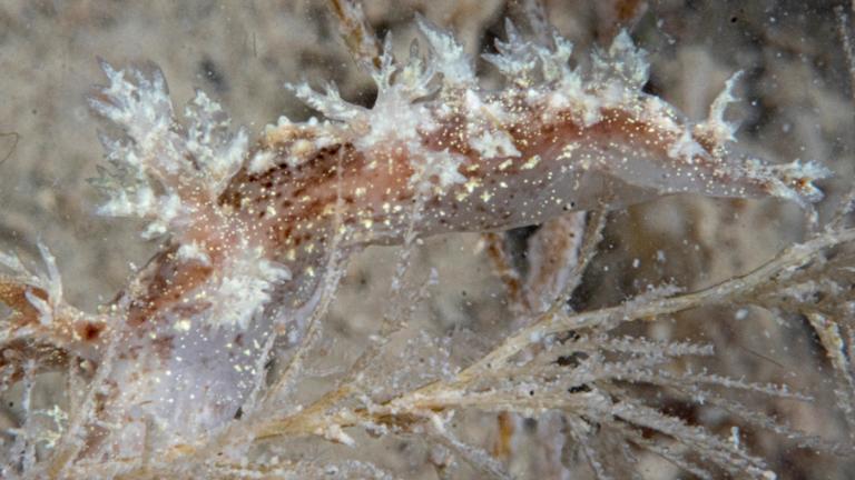 Boompjesslak foto Peter van Bragt