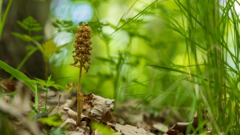 Een vogelnestje-orchidee. Hij is zo bleek omdat hij niet aan fotosynthese doet, maar al zijn suiker van bodemschimmels aftapt.