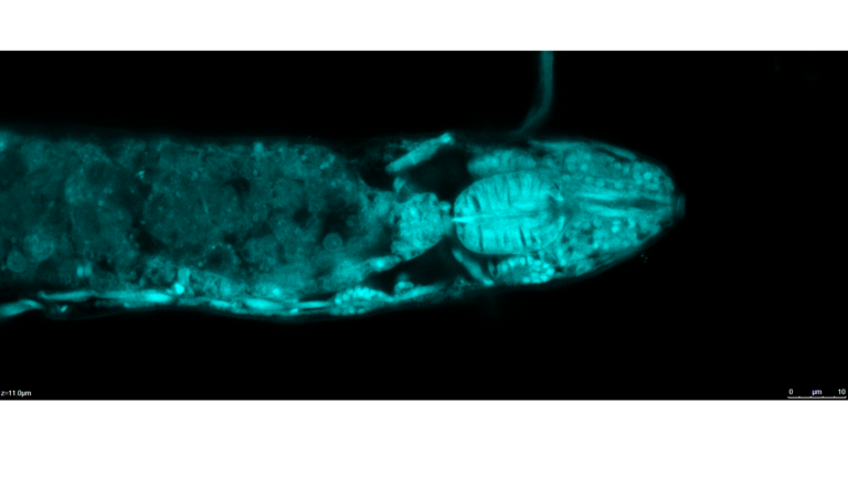CLSM scan of marine tardigrade Angursa capsula head