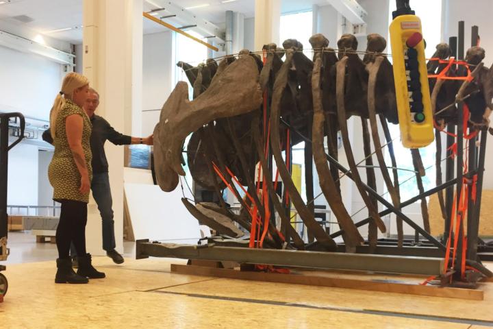 The camarasaurus in pieces