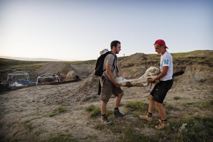 Paleontologen met bot