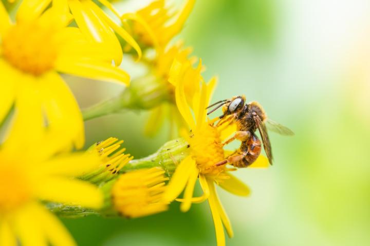 Bestuiving door een bij