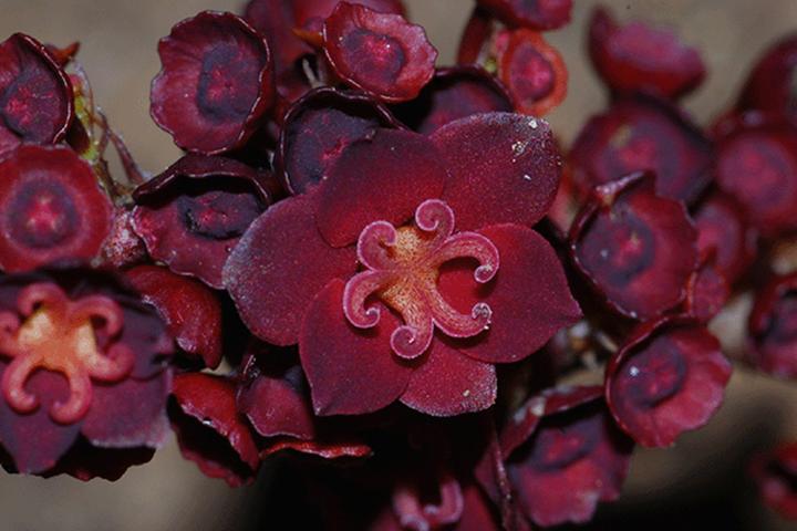 Moth pollination Breynia discocalyx