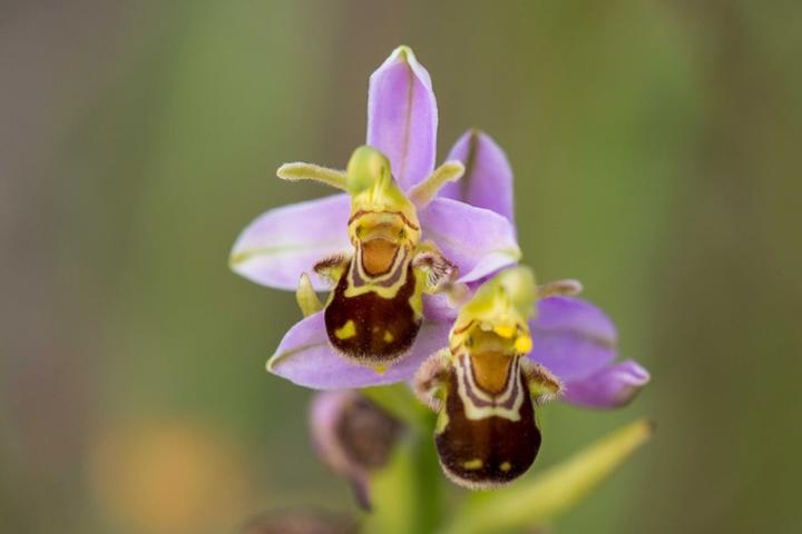 Bijenorchis