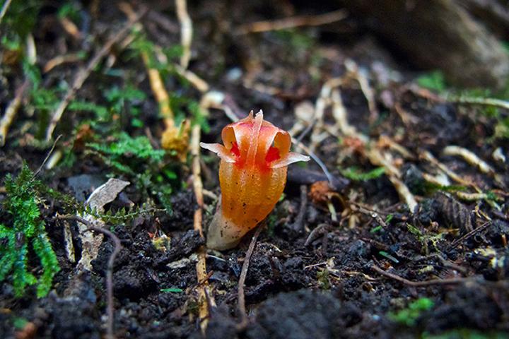 Planten en schimmels
