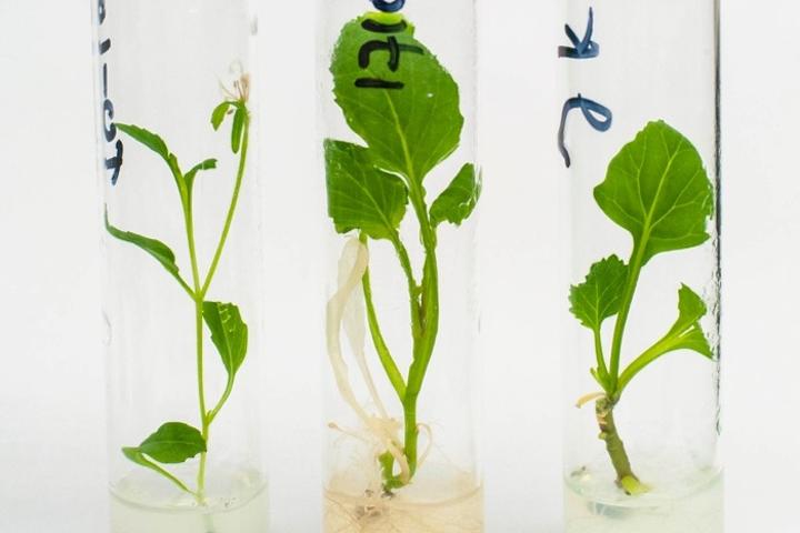 QTL experiment in Brassica oleracea