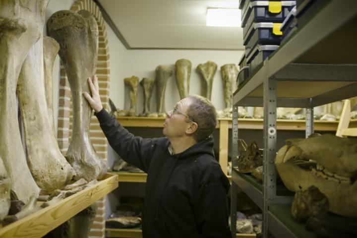 Mammoetcollectie Naturalis