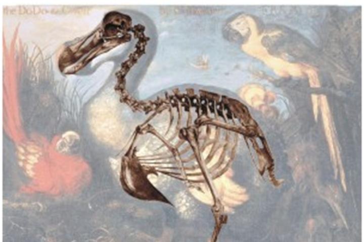 Dodo reconstructie