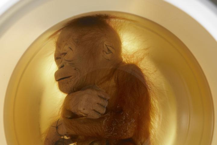 Aram de orang oetanbaby