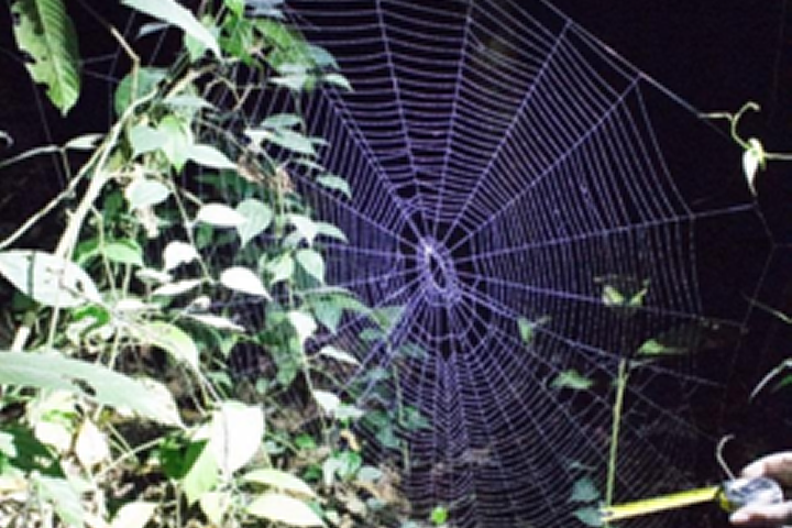 Meting van een spinnenweb