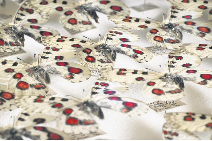 Apollovlinders: hiervan bezit Naturalis een van de volledigste verzamelingen ter wereld. Foto: Naturalis Biodiversity Center