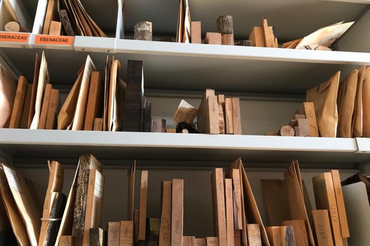 houtcollectie Ebenaceae
