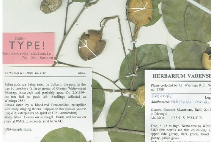 Een herbariumblad van de reusachtige vlinderbloemige boom uit het oerwoud van Gabon, Xanthoceris rabiensis. 