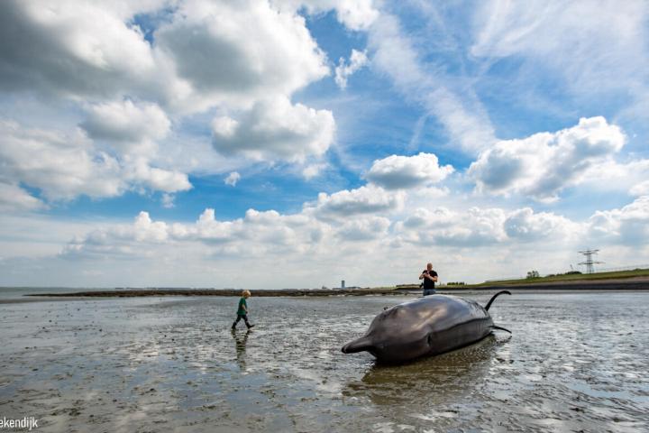 Aangespoelde butskop