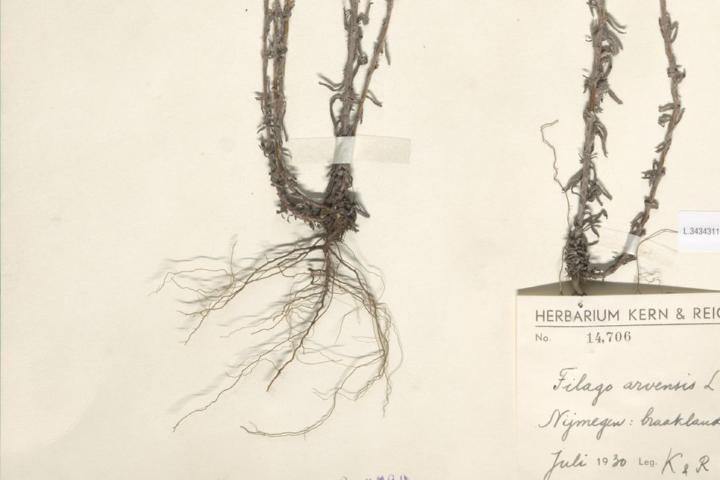 Herbariumetiket met locatie (Bron: Naturalis)