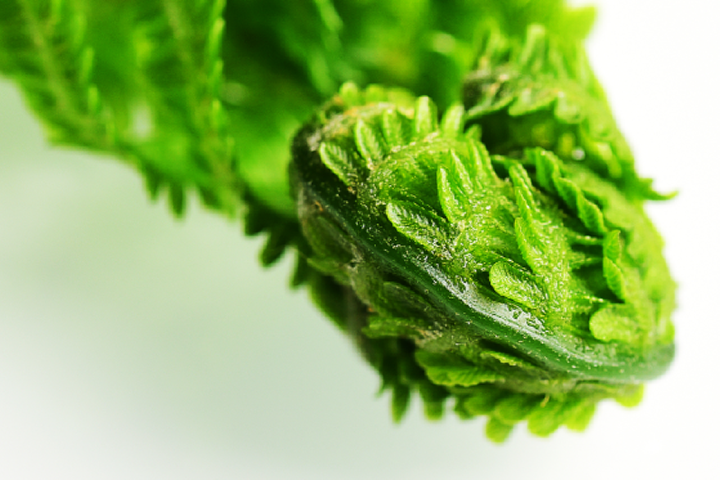 Consultation on the Convergence of Digital and Extended Specimens