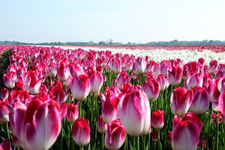 Flower bulb field in Lisse (credit: Greenport Dune & Bulb region).