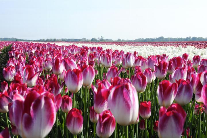 tulpenveld met bomen op de horizon