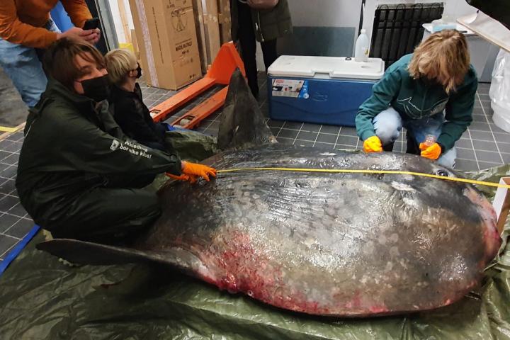 Naturalis-onderzoekers meten de maanvis op. 1.89 van snavel tot staart