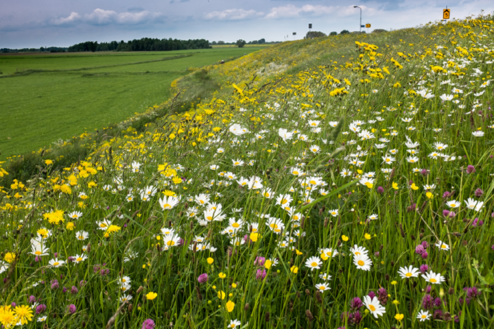 Veld bloemen