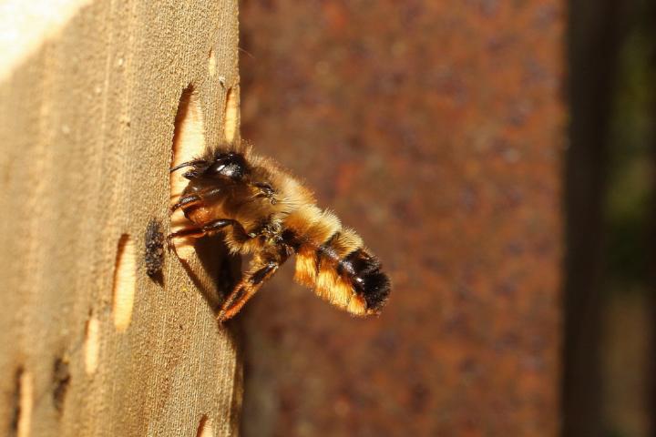 De Rosse metselbij is een van de soorten die afgelopen edities van de Nationale Bijentelling vaker gezien werd in stedelijke omgevingen (bron: Naturalis).