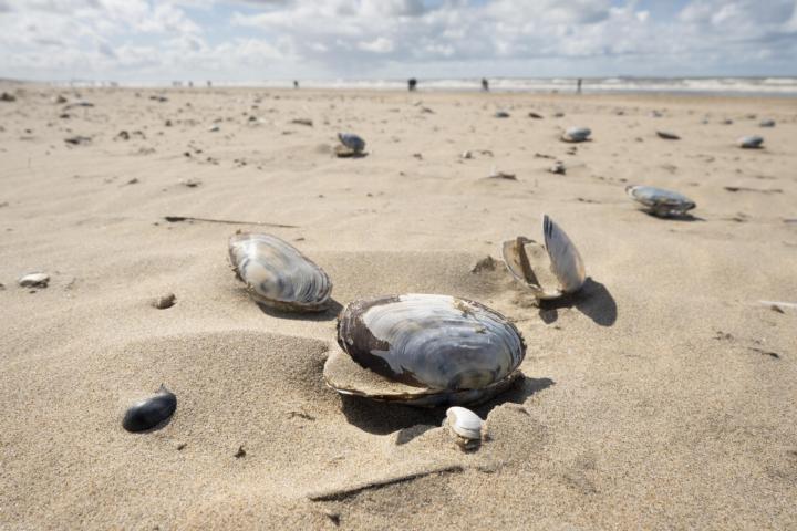 Schelpen op het strand bij Katwijk