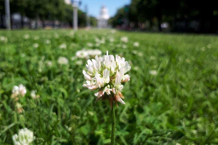 Witte klaver in de stad