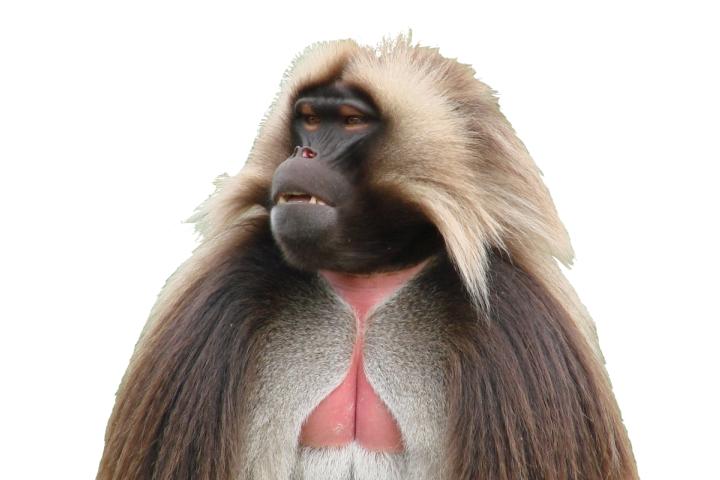Gelada