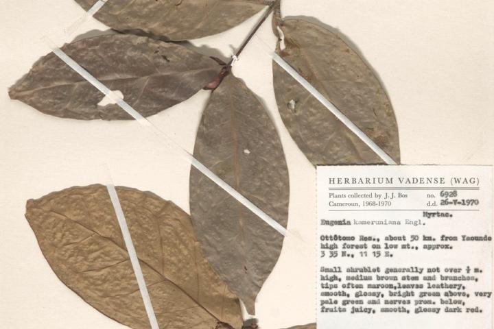 Eugenia kameruniana Engl., een klein struikje dat pas recentelijk is verdwenen, maar in 1970 en 1987 nog werd verzameld in Kameroen. 