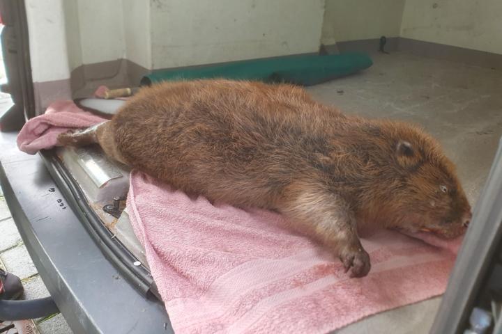 De mega-bever bij aankomst bij Naturalis, op 10 november 2022.