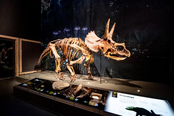 Triceratops in Naturalis