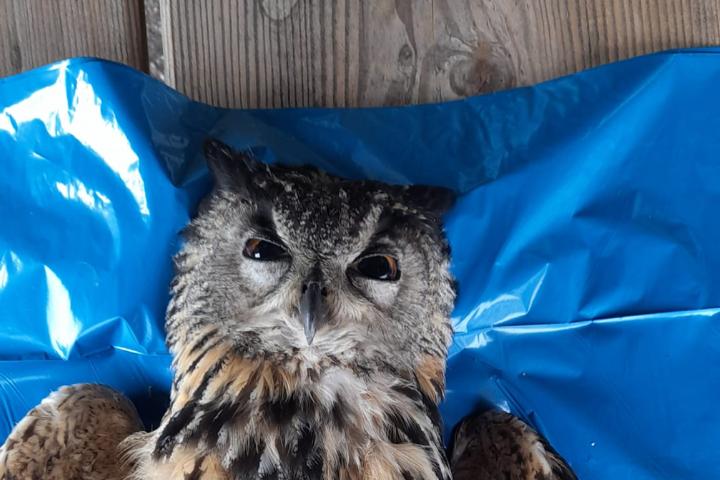 De aangereden oehoe bij Winterswijk