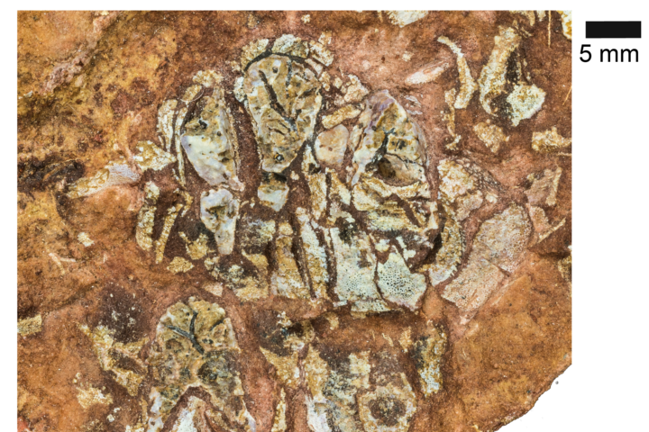 Picture of the fossil of Eriptychius americanus