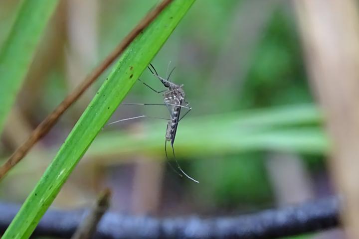 Picture of .... (Culex pipiens)