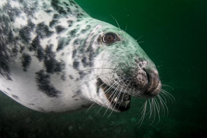 Grey seal