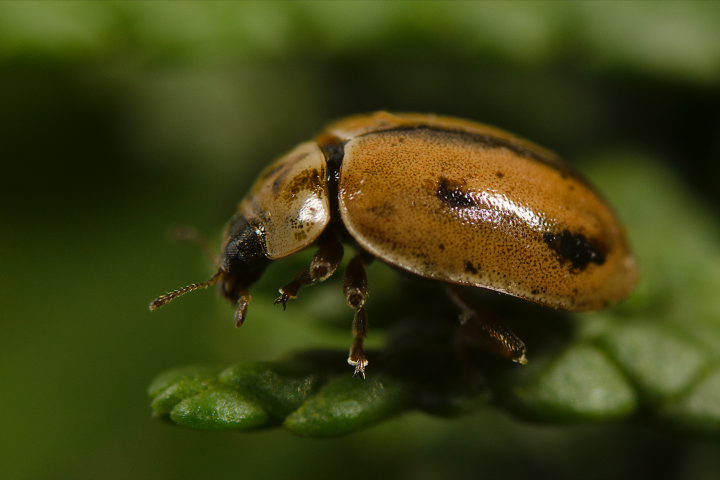 A brown ladybug