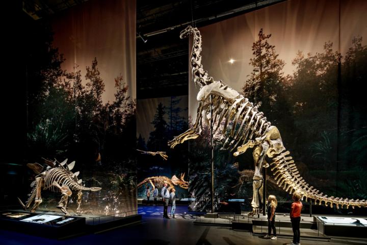 Camarasaurus en andere dino's in zaal Dinotijd in Naturalis