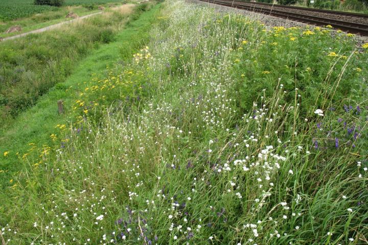 Een biodiverse berm in Zwolle, credit: Frans Willem Blok