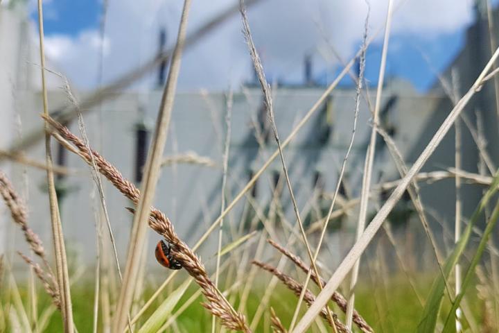 Biodiversiteit op onderstations van Alliander. credit: Harry Zwart