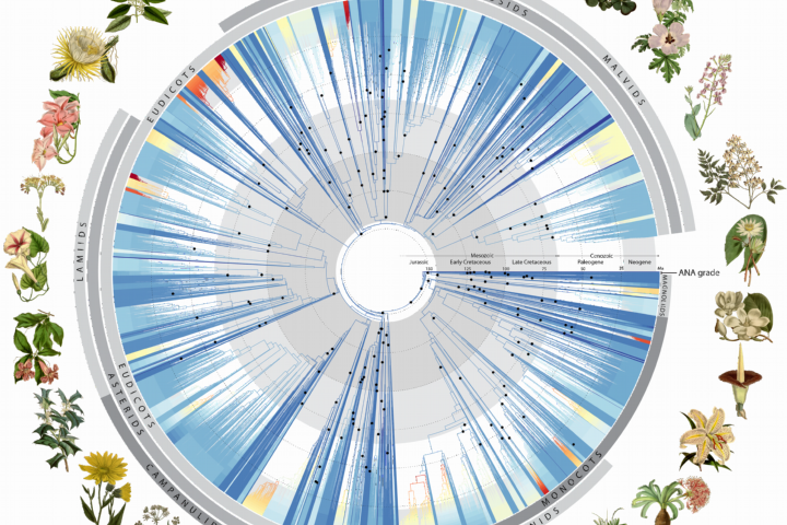 Stamboom van de bloemplanten
