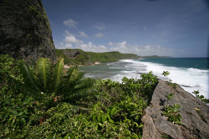 Cycas micronesica in habitat (photo by Tommy Marler) 