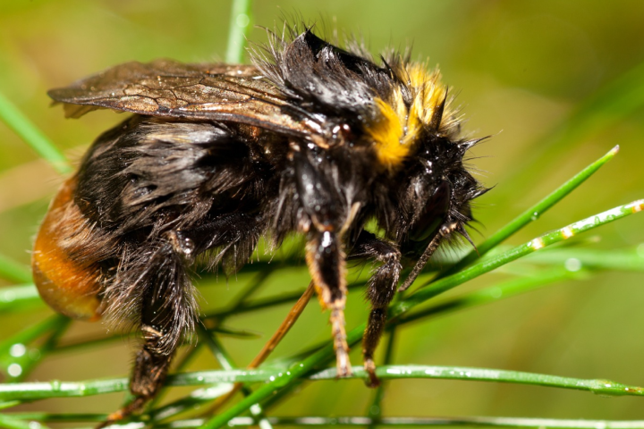 Weidehommel natgeregend