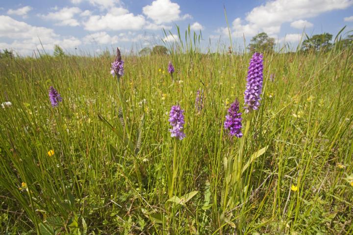 Rietorchis op de Drentse Aa, credit: Jelger Herder