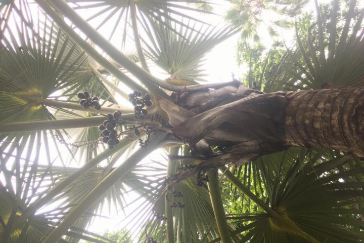 Palmboom met tegenlicht