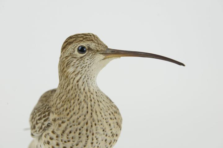 Opgezette dunbekwulp