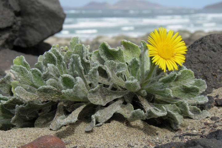 Pulicaria canariensis