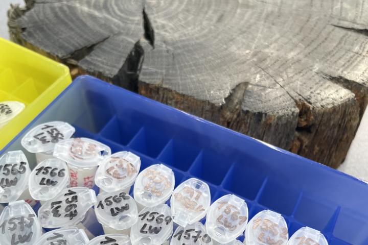 Buisjes naast een dwarsdoorsnede van hout