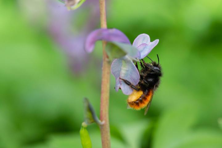 De gehoornde metselbij (foto) en de rosse metselbij zijn dit jaar de meest getelde wilde bijen. (Foto: Tjomme Fernhout).