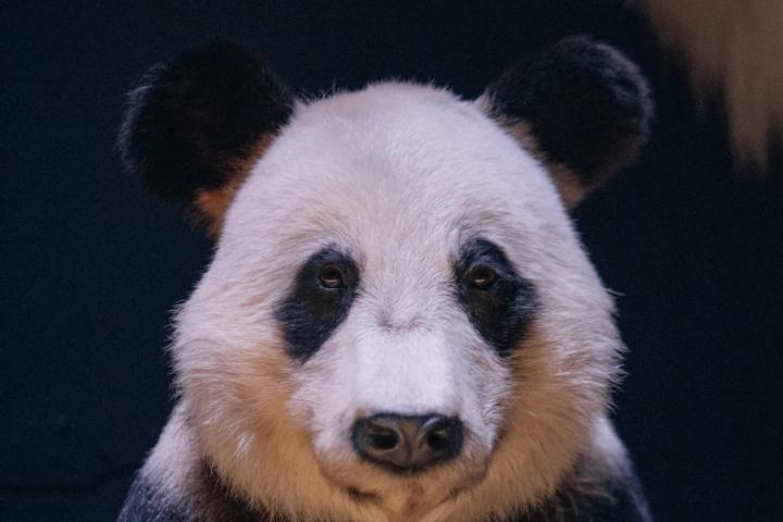 Panda in Leven