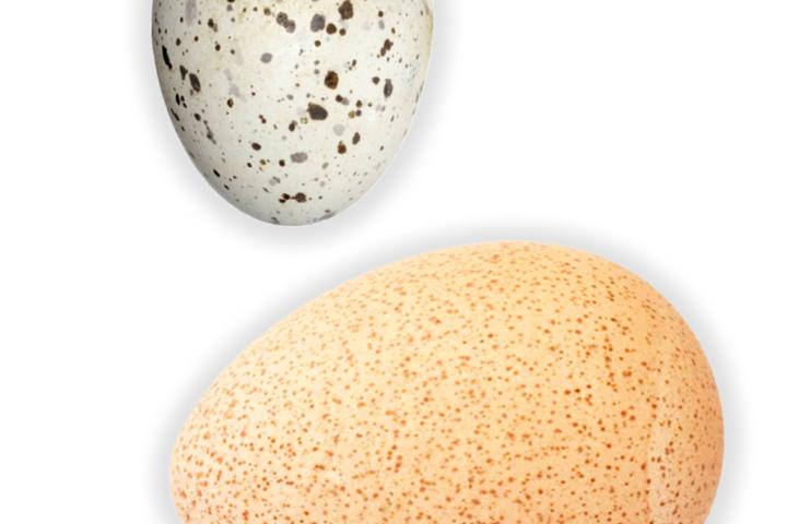 Representative eggs from the study species